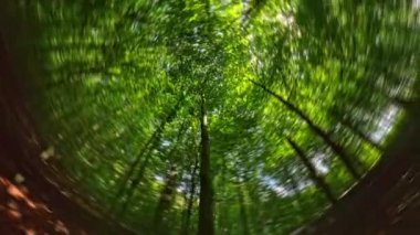 Hızlı bir 360 dönüş uzun ağaçları ve orman zeminini hızlı bir şekilde gösteriyor, yer ile gökyüzü arasındaki çizgiyi bulanıklaştırıyor.