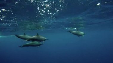 Bir grup yunus, okyanusun derinliklerinde yüzgeçleri kısmen batık ve sırt yüzgeçleriyle zarifçe süzülürken görülüyor.