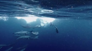 Canlı bir sahne, derin mavi okyanusta zarifçe yüzen bir grup yunusu tasvir eder. Bazıları, güneş ışığının parıldayan bir etki yarattığı suyun yüzeyinde yüzer.