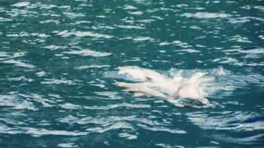 Okyanusta yan yana yüzen yunusları, hareketleriyle küçük dalgalar oluştururken vücutlarına dokunarak açık gri derilerini gösteren yakın plan bir fotoğraf çeker.