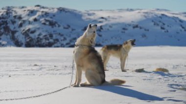 İki kızak köpekleri karla kaplı bir zeminde oturur, her ikisi de arka planda biri başı yukarı eğilmiş diğeri de arka planda uluyan dağlara karşı.