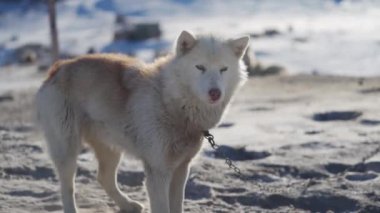 Yakın plan çekimde, beyaz ve açık kahverengi tonlarında kalın, tüylü bir paltosu olan bir kızak köpeği, çarpıcı açık mavi gözleri ve karlı bir yüzeyde duran pembemsi bir burnu ön plana çıkıyor.
