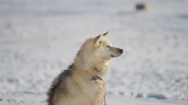 Yakın çekim, açık bej ceketli ve sırtında koyu kürklü, kar kaplı bir ortamda oturan, uyanık ama sakin bir ifadeyle yan tarafa bakan iri yapılı bir kızak köpeği yakalar.