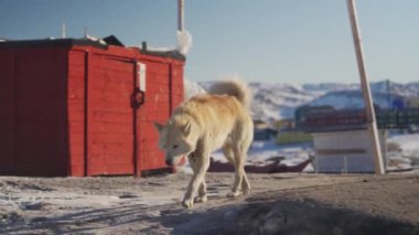 Grönland 'daki karlı bir köyde, beyaz ve açık kahverengiye boyanmış kalın tüylü paltolu iki kızak köpeği neşeli ve sevecen bir etkileşim içindeler.