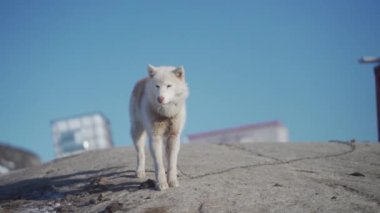 Grönland 'da açık mavi gökyüzünün altında kayalık bir yüzeyde duran kızaklı bir köpek beyaz ve açık kahverengi tonlarında kalın, tüylü bir palto ve belirgin pembemsi bir burun sergiliyor.