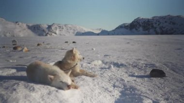 Grönland 'da karlı bir arazide, iki kızak köpeği dinleniyor, biri ön planda uzanmış, gözleri kapalı ve rahatlamış bir şekilde, diğeri ise dik oturuyor.