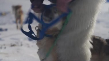 Bir adam üzerine mavi bir koşum takımı bağlarken, yakın çekim bir kızak köpeği yakalar, köpek, ışık ve koyu kürk karışımı, yukarı bakar ve o anda meşgul görünür.