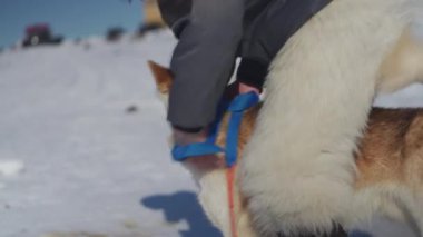 Karlı bir ortamda, bir adam kızak köpeğine mavi bir koşum takımı bağlar. Köpeğin vücudunun etrafındaki koşum takımını sabırla düzeltirken, hafif ve siyah kürk karışımı bir köpeğe.