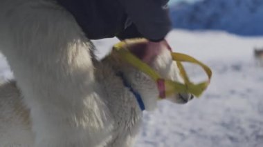 Ağırlıklı olarak beyaz tüylü ceketli bir kızak köpeği sakin ve memnun görünürken, bir adam boynuna ve bacaklarına sarı bir kayış takımı takıyor, karlı arka planı soğuk bir ortam izlenimi veriyor.