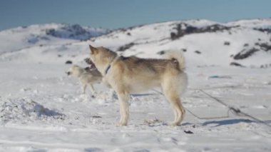 İki kızak köpeği karlı bir ortamda enerjik bir şekilde havlıyor, ağızları açık ve kuyrukları havada, heyecan ve uyanıklık taşıyorlar, engin bir kar manzarasının zeminine karşı kuruluyorlar.