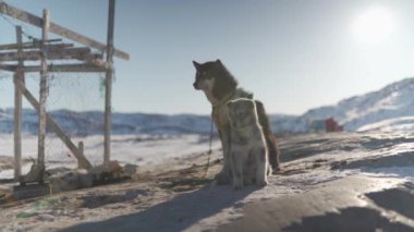 Karlı bir Kuzey Kutbu manzarasında, meraklı ve biraz oynak bir köpek yavrusu, yanında koruyucu bir şekilde duran koşum takımı takan yetişkin bir köpeğin yanında oturur.