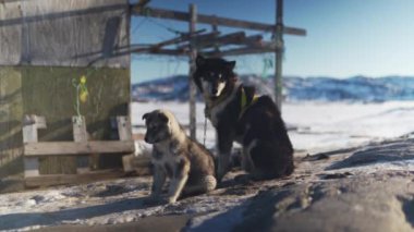 Grönland 'da karlı bir ortamda, meraklı bir köpek yavrusu ön planda tetikte bekliyor. Yetişkin bir köpek koşum takımı takıyor, muhtemelen bir kızak köpeği, arkasında ahşap bir barınak duruyor.