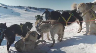 Siyah, beyaz ve gri tonlarında kürkleri olan bir grup kızak köpeği karlı bir arazide neşeyle etkileşime girerken bir adam arka planda parlak güneş ışığına karşı duran bir kızak hazırlıyor.