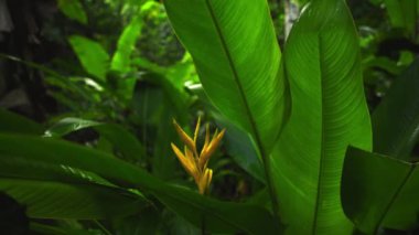 Canlı Heliconia hirsuta 'ya zoom çekimi doğal orman habitatına yerleşmiş, yemyeşil yaprakların manzarası ile başlar ve yavaş yavaş çarpıcı, renkli frenlere odaklanır