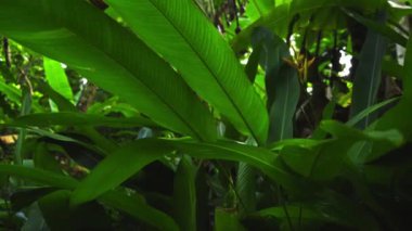 Titreşimli Heliconia hirsuta 'dan ön plandaki gür yeşilliğe pürüzsüz bir raf odak geçişi