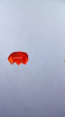 Kırmızı ve sarı renkli ayıcıklar tarafsız bir arkaplanda geziniyor ve onların neşeli şekillerini ve renklerini vurguluyor.
