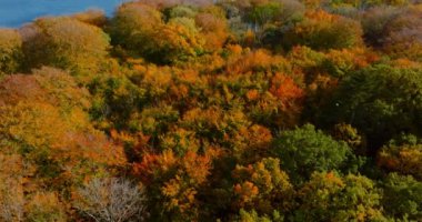 Sonbaharda bir hava manzarası bir ormanı yakalar, canlı turuncu, sarı ve yeşil yapraklar zengin mevsimlik paletlerle harmanlanır, engin bir dingin mavi su zeminine karşı kurulur.