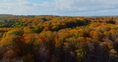 Havadan çekilen bir görüntüde canlı bir sonbahar manzarası sergilenirken, gür bir orman tepe örtüsü çarpıcı bir duvar halısı oluştururken, uzak tepe arazisi gökyüzünün altındaki ufka doğru uzanıyor.