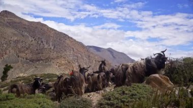 Bir dağ keçisi sürüsü çalılıklarda otluyor, Nepal 'in manzaralı dağ sıralarının nefes kesen arka planına karşı.