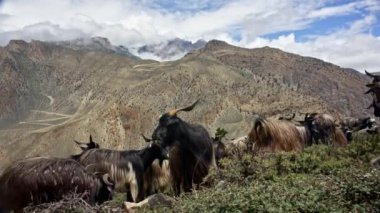 Huzur içinde beslenen bir keçi sürüsü görkemli Nepal dağlarının arka planına kurulmuş.