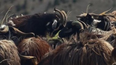 Dağ keçileri, rüzgarlı bir günde bulanık bir arka plana karşı Nepal 'in dağlık bölgelerinde toplandılar.