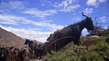 Himalaya keçileri Nepal 'in dağlık arazisinde fundalıklarla besleniyor, mavi gökyüzü ve arka planda engebeli arazi