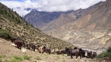 Bir keçi kabilesi eğimli bir arazide yükselirken uyum içinde hareket eder. Orada dağınık çalılar ve otlarla süslenir.