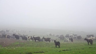 Nepal dağ keçileri sisli, çimenli bir çayırda özgürce dolaşır, sislerle kaplı sakin bir arazide dolaşırlar.