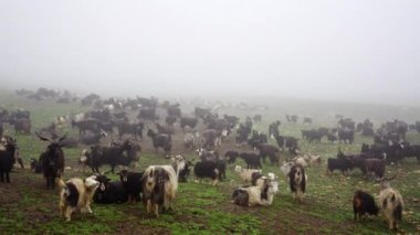 Bir keçi kabilesi Nepal 'in sisli arazilerinde, sis kaplı arazide zarifçe geziniyor.
