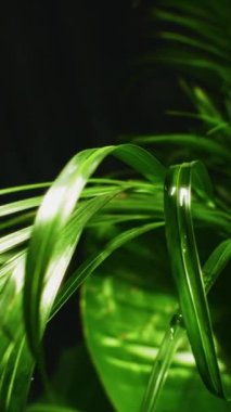 Zarif su damlacıkları canlı yeşil yapraklar üzerinde süzülür, pürüzsüz yüzeylerde ilerlerken ışığı nazikçe yansıtırlar.