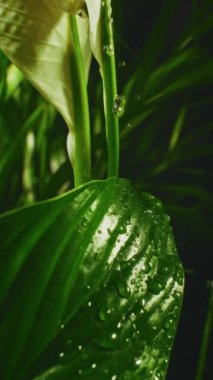 Yakından çekilen su damlacıkları zarif bir şekilde yeşil bir yaprağın pürüzsüz yüzeyinde kayarak hassas hareketi ve doğal güzelliği yakalıyorlar.