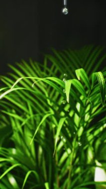 Yumuşak su damlacıkları sağlıklı yeşil yaprakların üzerine su sıçratır ve canlı yapraklar üzerinde yerleşirken rahatlatıcı ve ferahlatıcı bir etki yaratır.