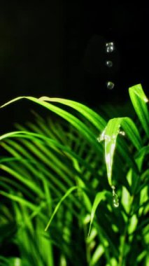 Su damlacıklarının canlı yeşil yapraklara sıçrayıp yemyeşil yapraklar üzerinde canlandırıcı ve dinamik bir etki yaratması.