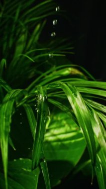 Yatıştırıcı su damlacıkları canlı yeşil bitki yapraklarına hafifçe sıçrayıp rahatlatıcı ve ferahlatıcı bir manzara yaratırlar.