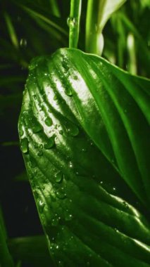 Sakinleştirici damlacıklar yemyeşil bitki yapraklarının üzerine nazikçe düşer ve her damlacık canlı yaprakların üzerine yavaşça inerken huzurlu ve huzurlu bir atmosfer yaratır.