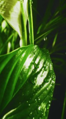 Su damlacıkları yemyeşil bitki yapraklarının yüzeyine nazikçe dokunarak doğada rahatlatıcı ve huzurlu bir an yaratırlar.