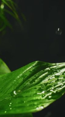 Serinletici su damlacıkları canlı yeşil yaprakların üzerine yavaşça inerler, yemyeşil yaprakların üzerinde dinlenirken rahatlatıcı ve huzurlu bir atmosfer yaratırlar.