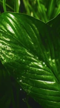 Gevrek su damlacıkları canlı yeşil bitki yaprakları boyunca kayarak kayar, pürüzsüz, taze yapraklar boyunca parlarlar.