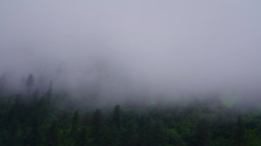 Nepal 'de sisli bir çam ormanının büyüleyici zamanlaması, ağaçların üzerinde süzülen sisin gizemli güzelliğini gözler önüne seriyor.
