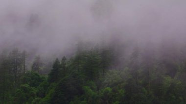 Nepal 'de yoğun bir çam ormanında sürüklenen büyüleyici bir sis zaman çizelgesi mistik ve atmosferik bir manzara yaratır.