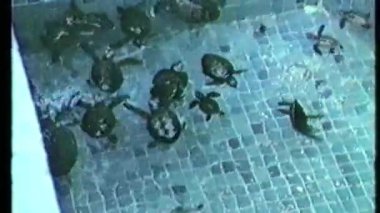Eski bir VHS videosu birkaç kaplumbağayla dolu sığ bir havuzu gösteriyor fayanslı, mozaik benzeri taban boyunca yüzen.