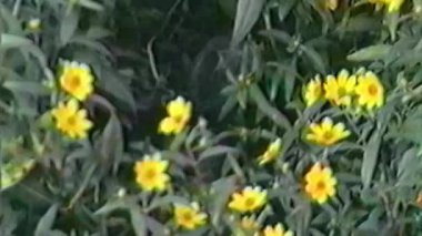 Yakından bakıldığında, sarı papatya çiçekleri açan yemyeşil bir demet sergilenirken, zar zor görünen bir kunduz yaprakları kemiriyor.