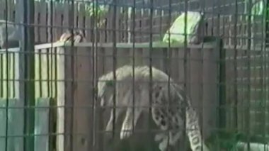 Hayvanat bahçesinde bir kar leoparı yürür ve çitlerle çevrili bir alanda yeşil ve yeşilliklerle çevrili, ağzında ölü bir kuş tutan bir yapıya tırmanır.