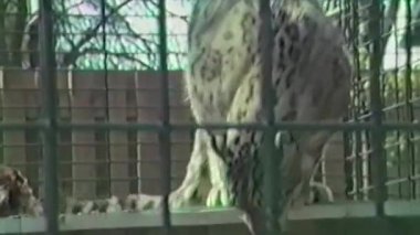 Bir kar leoparı metal parmaklıklı bir kafeste yürüyor, görünen bir telaş içinde, dibini kaplayan çimenler ve kayalarla etrafa bakıyor.