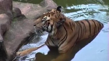 Bir kaplan, kısmen sakin sulara gömülmüş, başını kaldırmış bir kayanın üzerinde uzanır ve yanına bakar, ıslak kürkü ve belirgin çizgileri açıkça görülebilir.