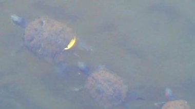 Yakın plan çekimde, gölün dibini göremeyen bazı kaplumbağaların kırmızı ve beyaz koi balıklarının yanında yüzdüğü bulanık bir gölet ortaya çıkıyor.