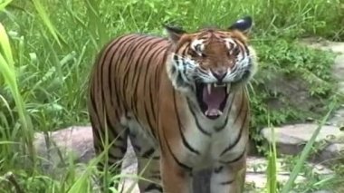 Bir kaplan uzun otların üzerinde duruyor, ağzı açık esniyor, belirgin turuncu ve siyah çizgili kürkü, çevresini keşfetmek için uzaklaşmadan önce doğrudan kameraya bakıyor.