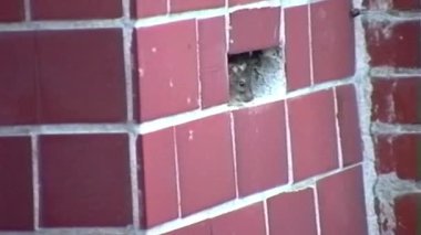 Bir fare kırmızı kiremitli duvardaki küçük bir delikten dışarı bakar, yüzü açıklıktan kısmen görülebilir. Fayanslar beyaz harç çizgileri olan ızgara deseninde dizilmiş.