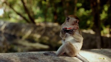 Şirin bir maymun, beton bir çıkıntıda oturup gevşemiş bir anda tropik ikramların tadını çıkarırken sulu bir karpuz dilimini seve seve yer.