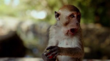Maymunun sulu bir karpuz diliminin tadını çıkartırken çekilmiş yakın plan bir fotoğrafı. Elleri yavaşça meyveyi tutuyor. Gün boyunca tatlının tadını çıkarıyor.